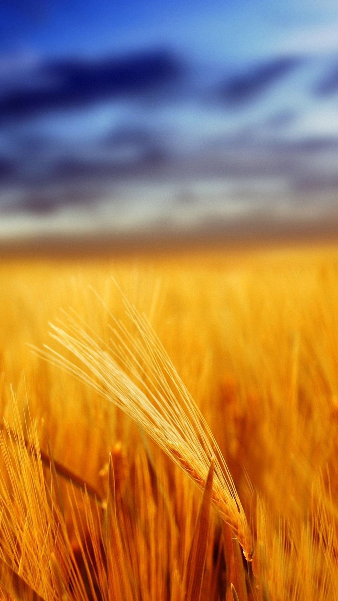 Nice Golden Wheat Iphone 6 Wallpapers Hd - Hd Nature Wallpaper For Smartphone - HD Wallpaper 