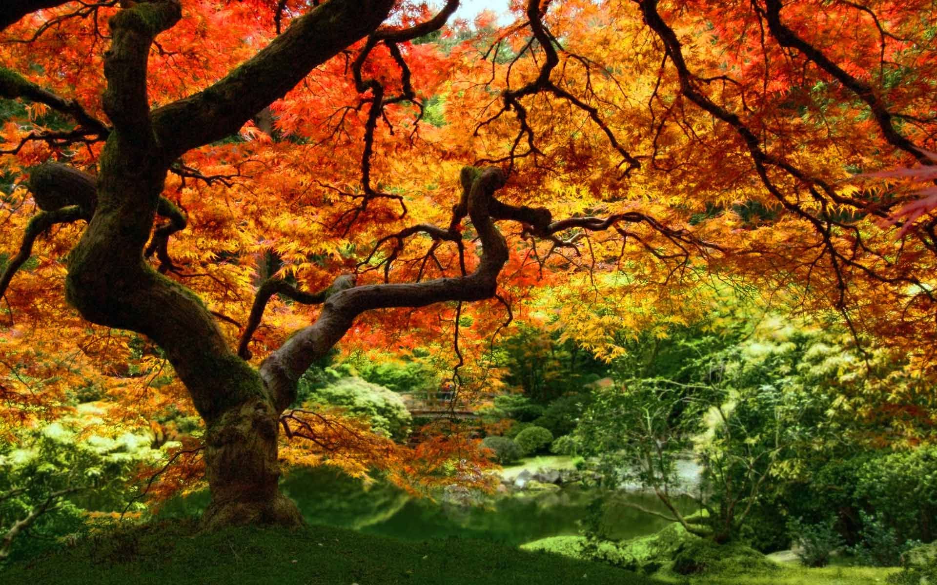 Fall Screensavers - HD Wallpaper 