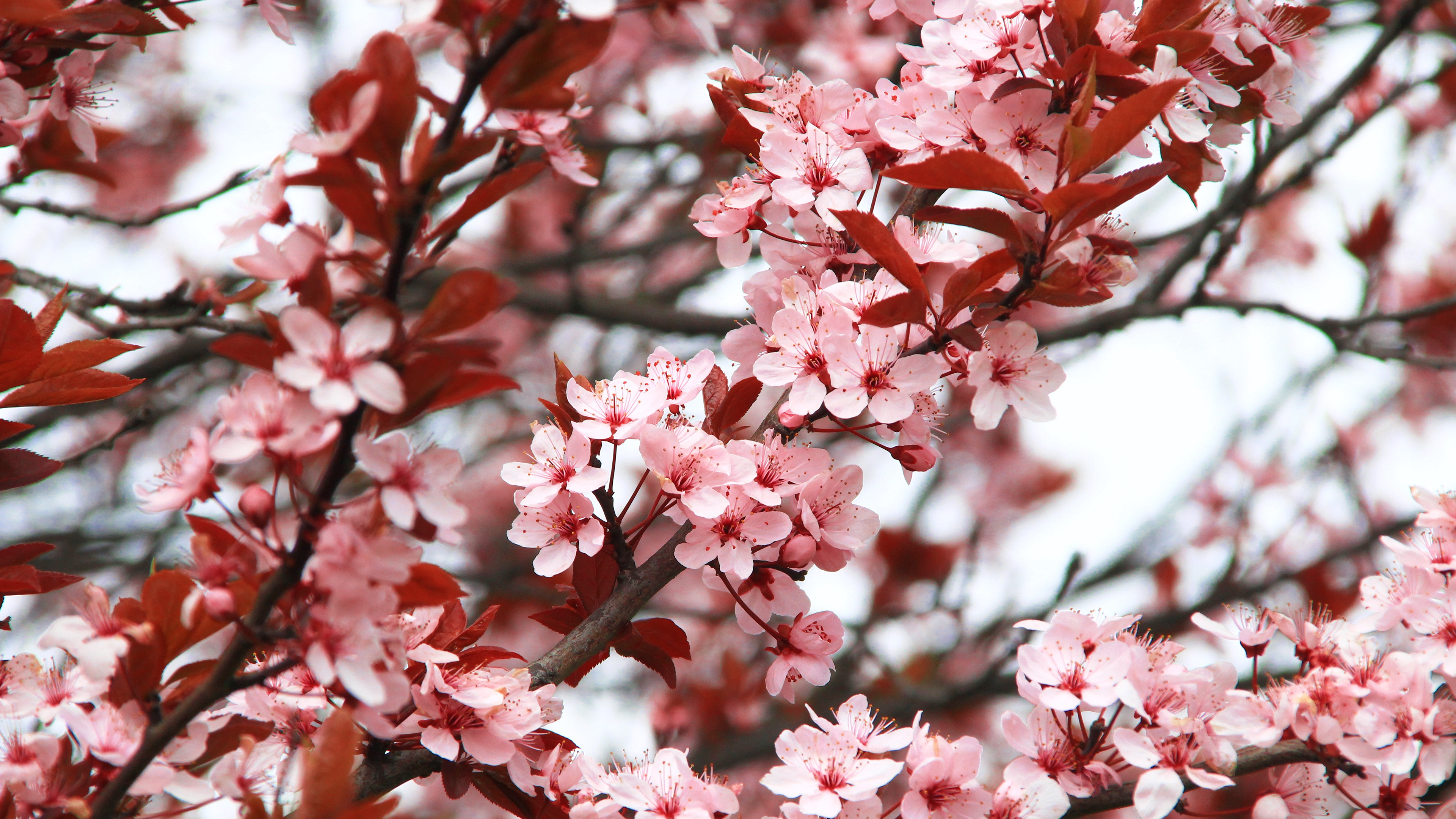 Spring Backgrounds For Chromebook - HD Wallpaper 