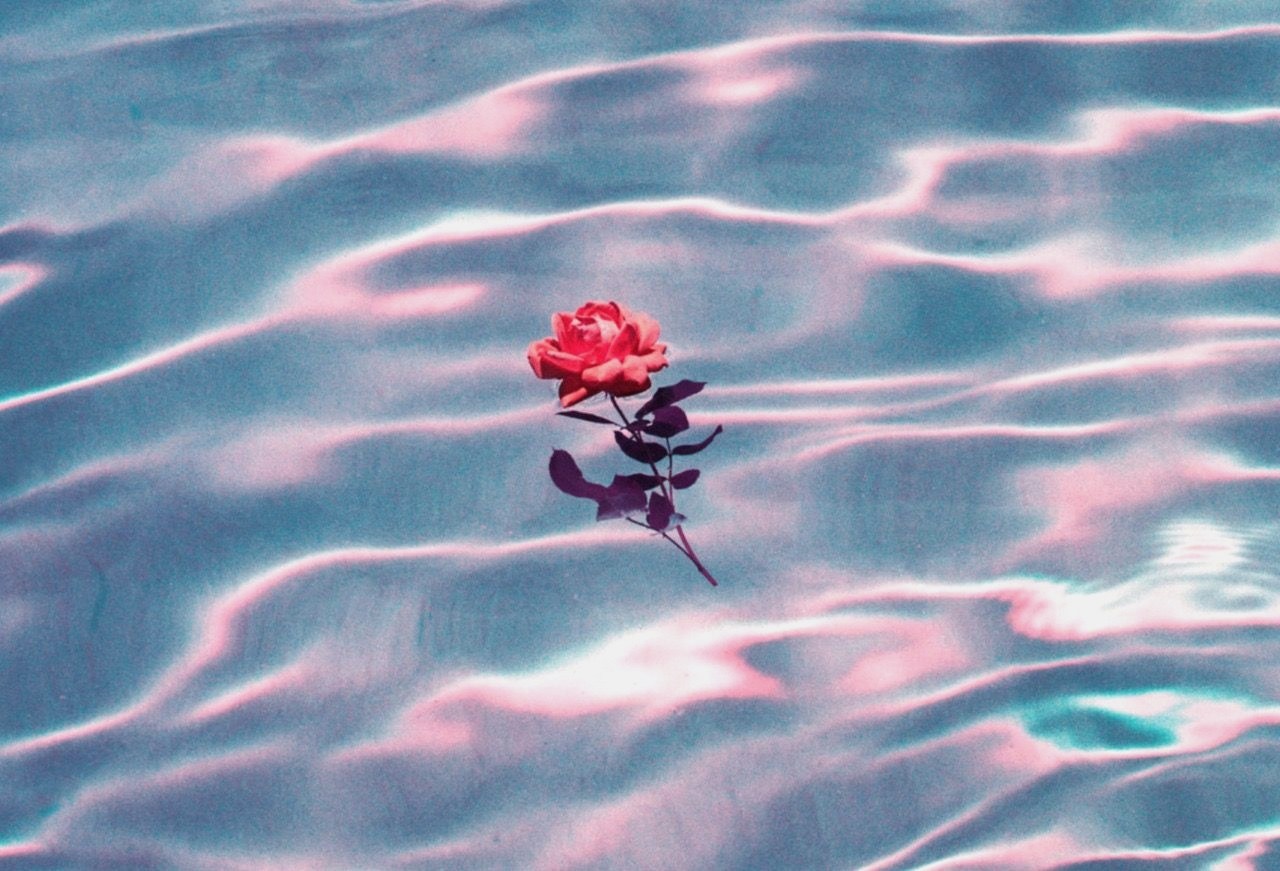 Rose Aesthetic Background - Rose Floating In Water - HD Wallpaper 