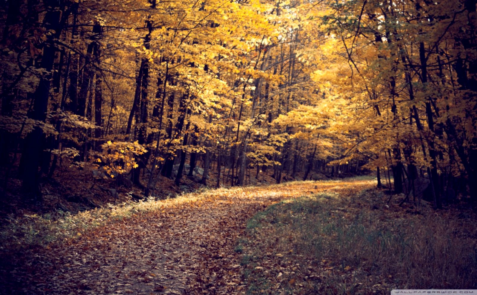 Autumn Forest Desktop Background - HD Wallpaper 