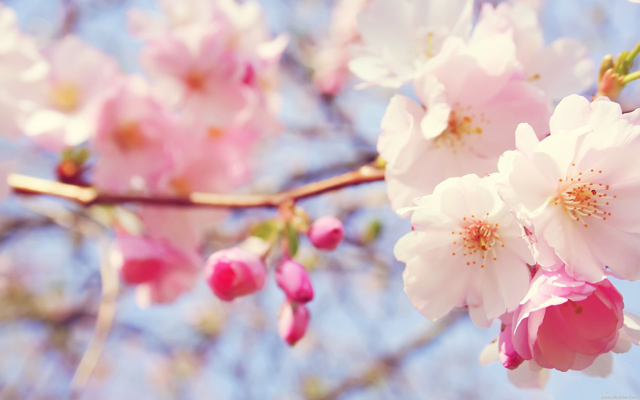 Light Pink Flowers - HD Wallpaper 