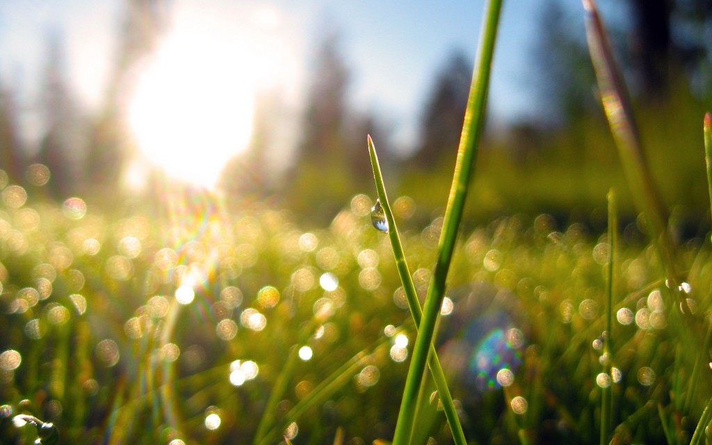 Bright Spring Grass Desktop Wallpaper - Spring Sunrise Wallpaper Hd - HD Wallpaper 