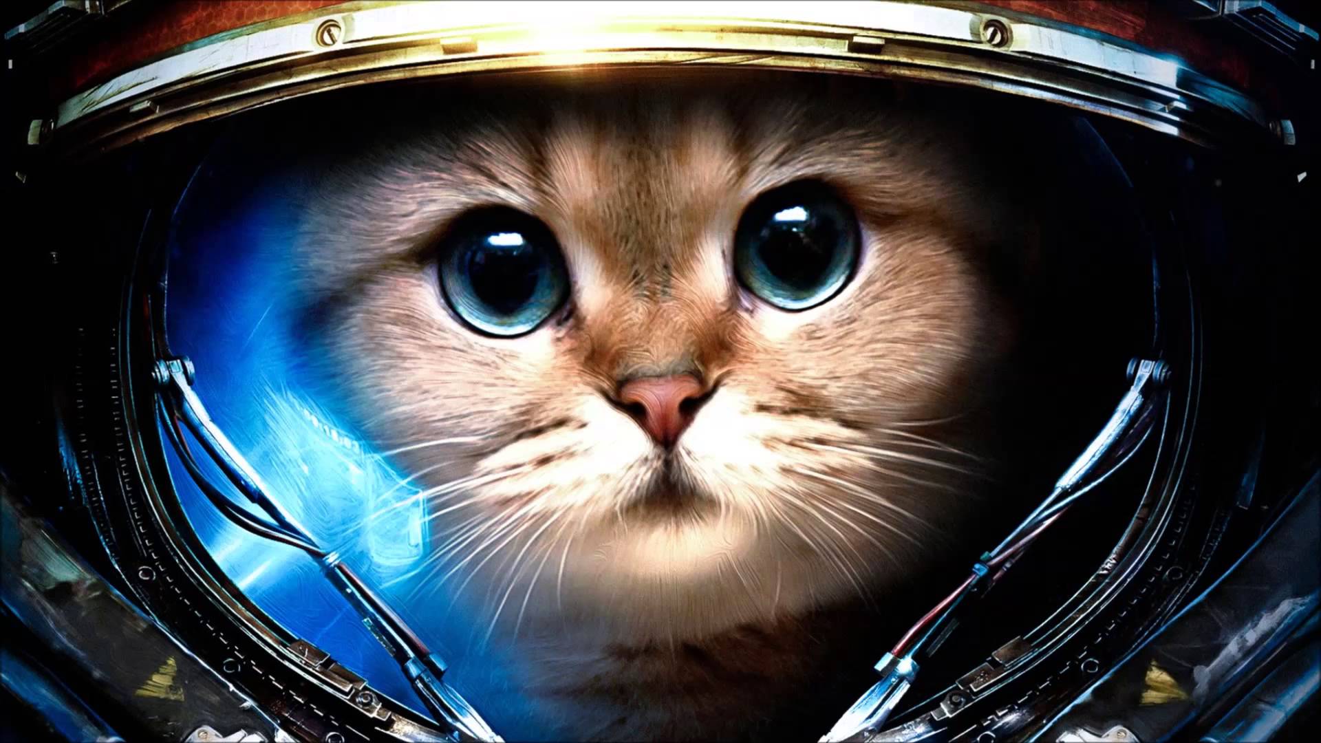 Computer Wallpaper Hd - Cat Astronaut - HD Wallpaper 