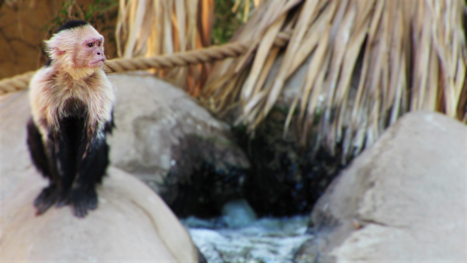 Macaque - HD Wallpaper 