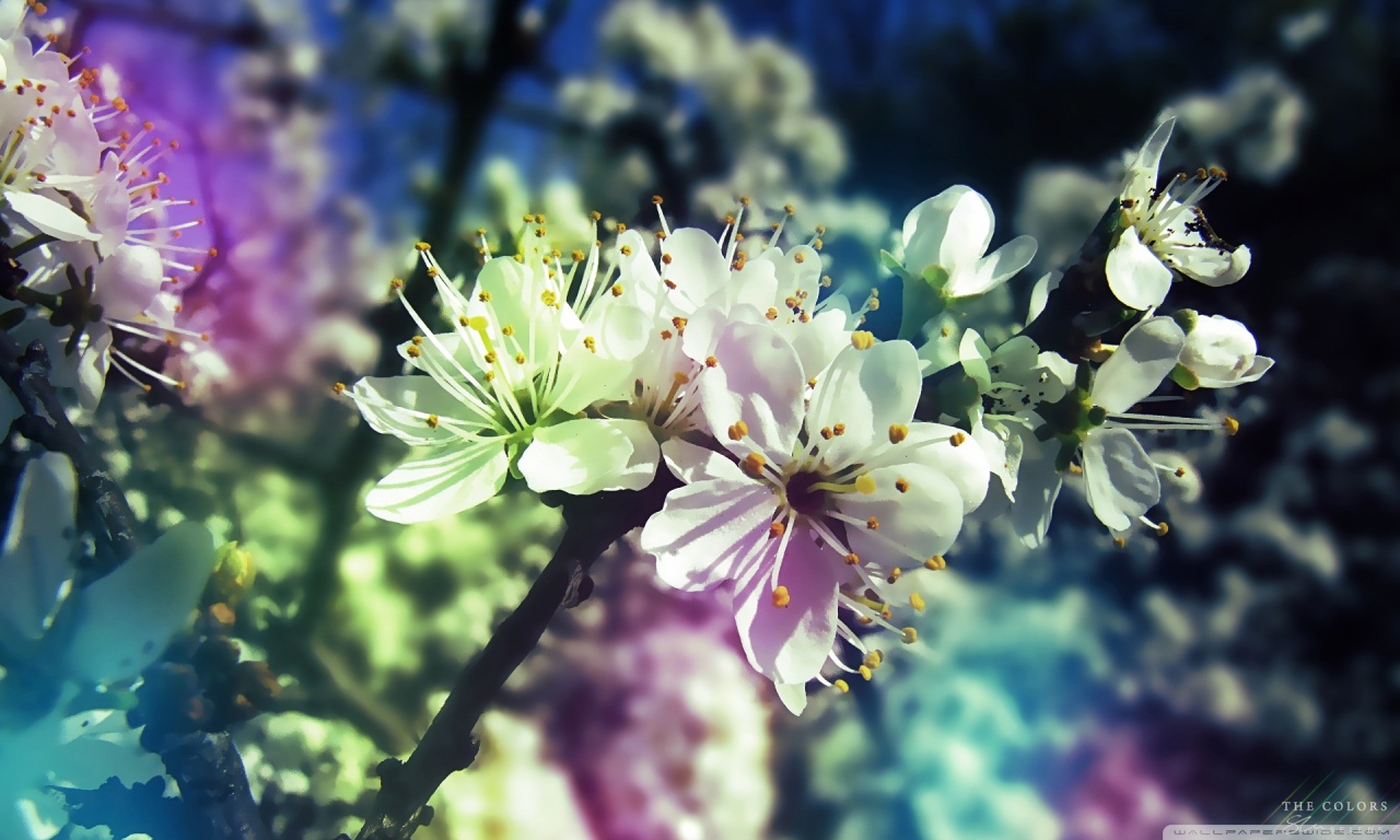 Colorful Spring Hd Desktop Wallpaper Widescreen High - Spring Hd - HD Wallpaper 