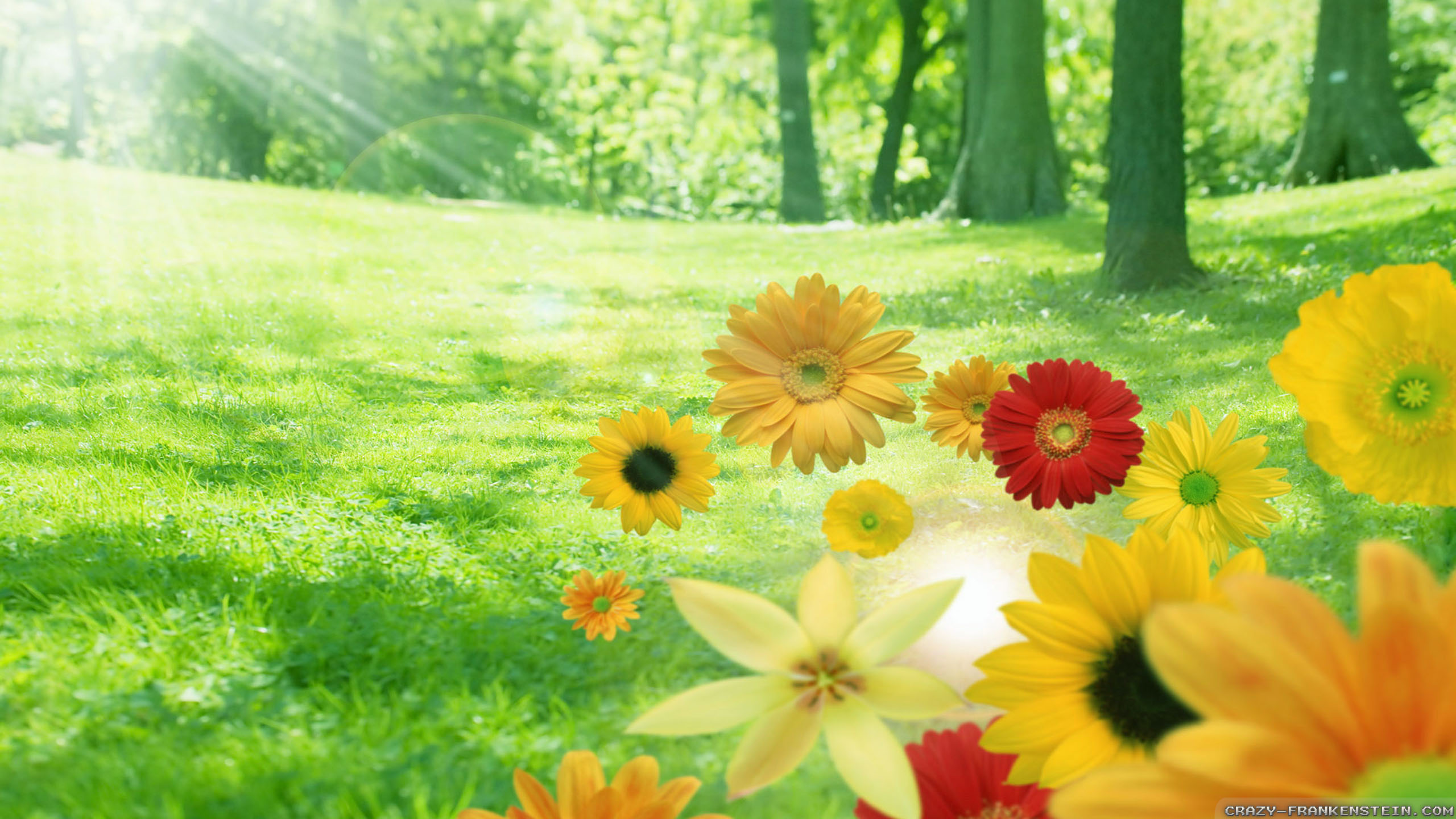 Daisy - HD Wallpaper 