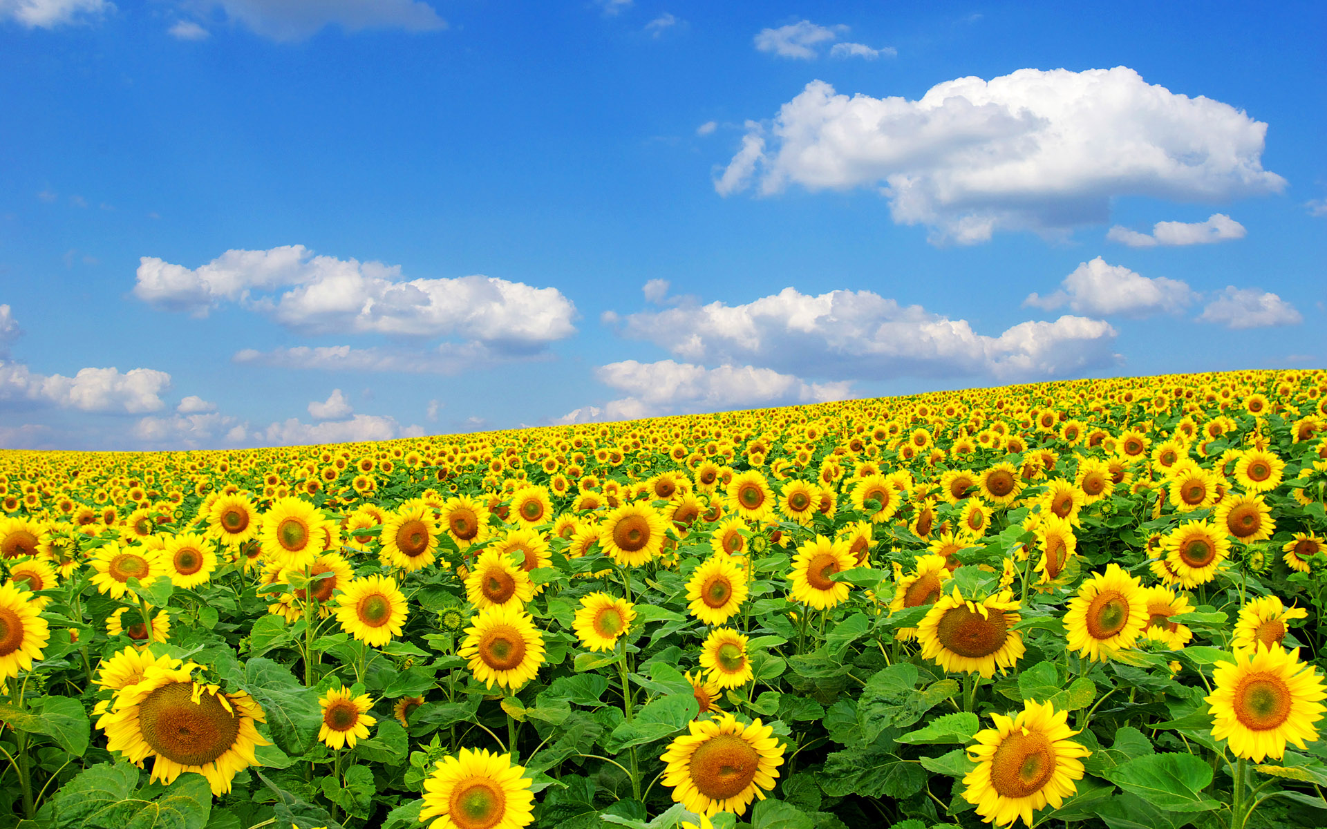 Click To Free Download The Wallpaper Sunflowers Raising - วอลเปเปอร์ ธรรมชาติ สวย ๆ - HD Wallpaper 