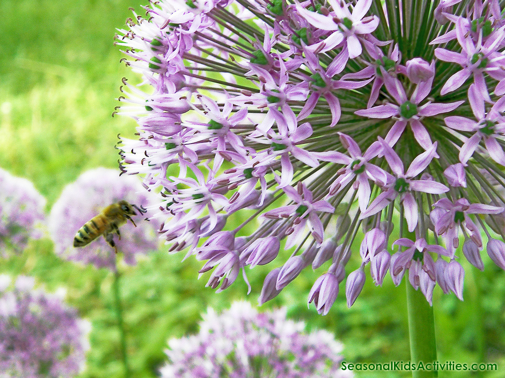 Free Spring - HD Wallpaper 