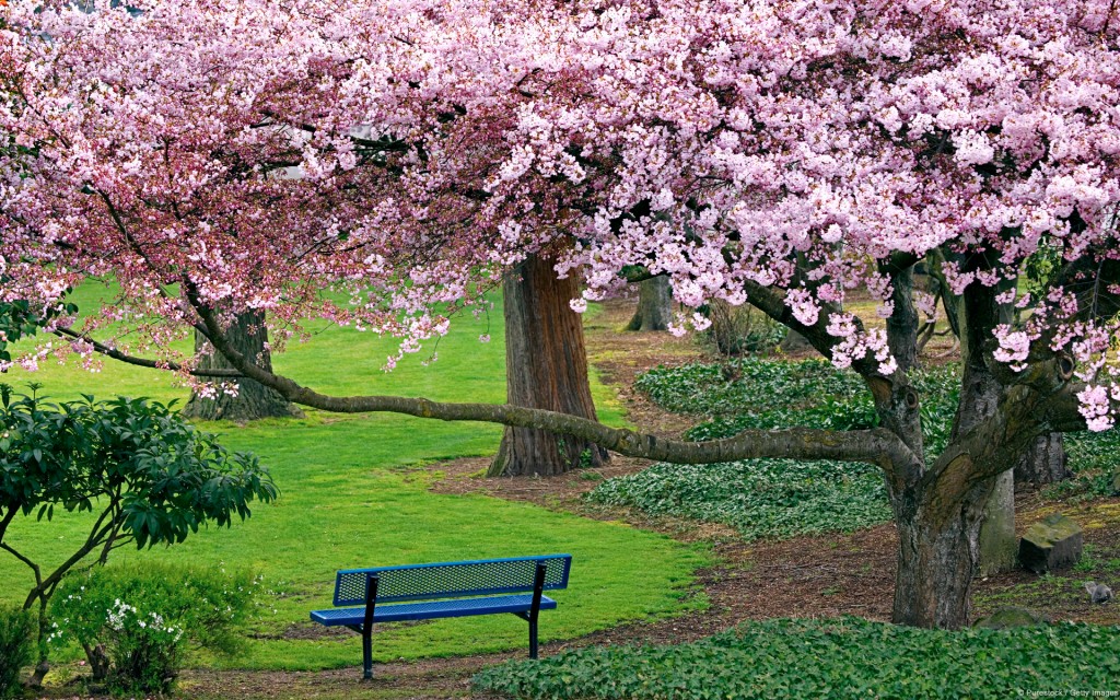 Cherry Blossoms Wallpaper - Spring Trees And Flowers - 1024x640 Wallpaper -  