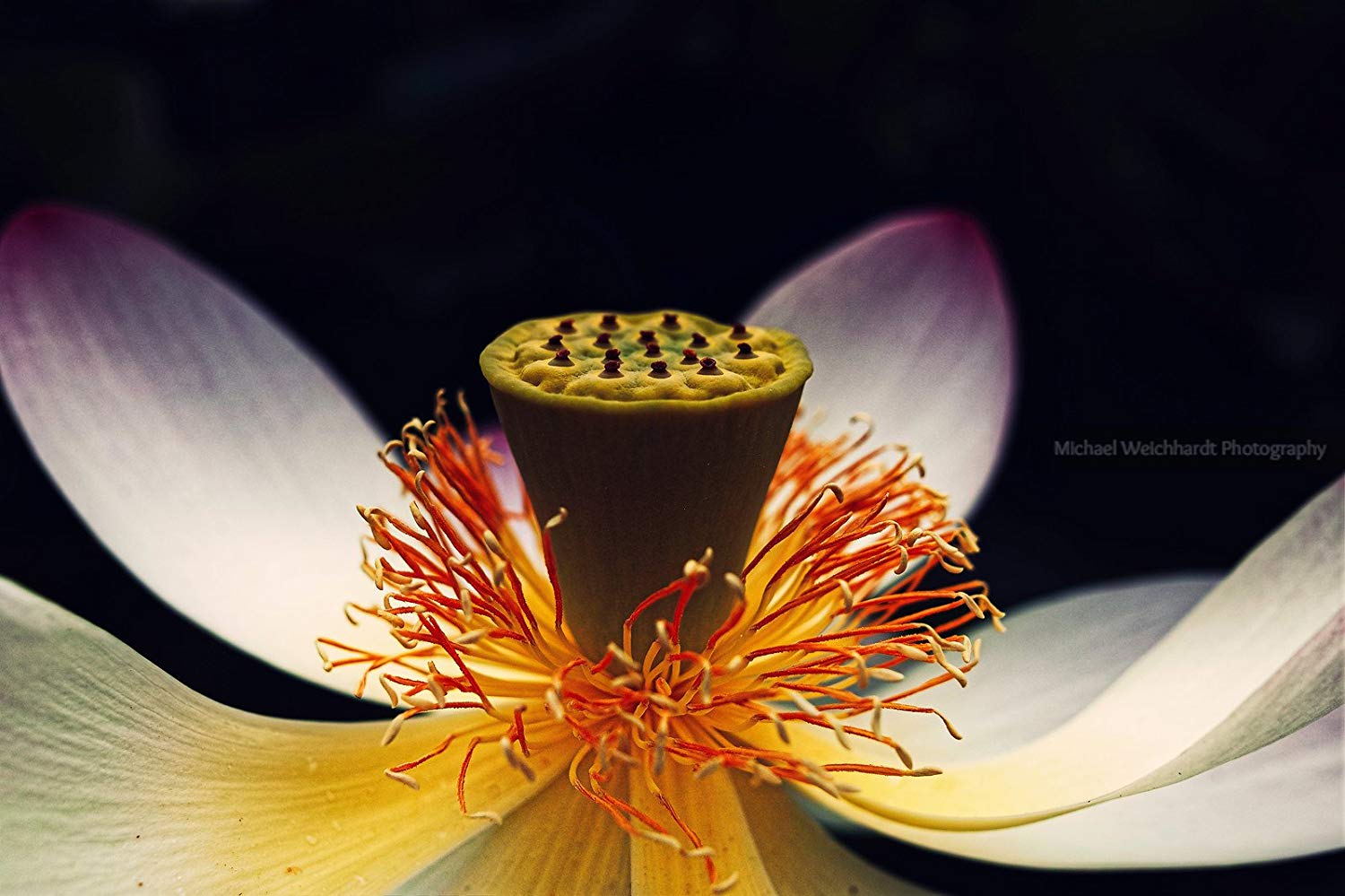 Lotus Flower Print, Dark Close Up, Professional Photography - Lotus Flower Close Up - HD Wallpaper 