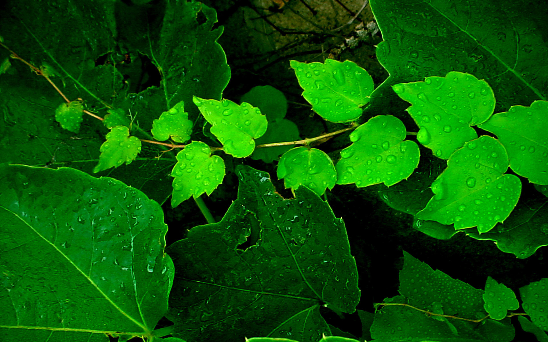 1920x1200, Very Beautiful High Quality Resolution Green - High Resolution Green Leaves Background - HD Wallpaper 