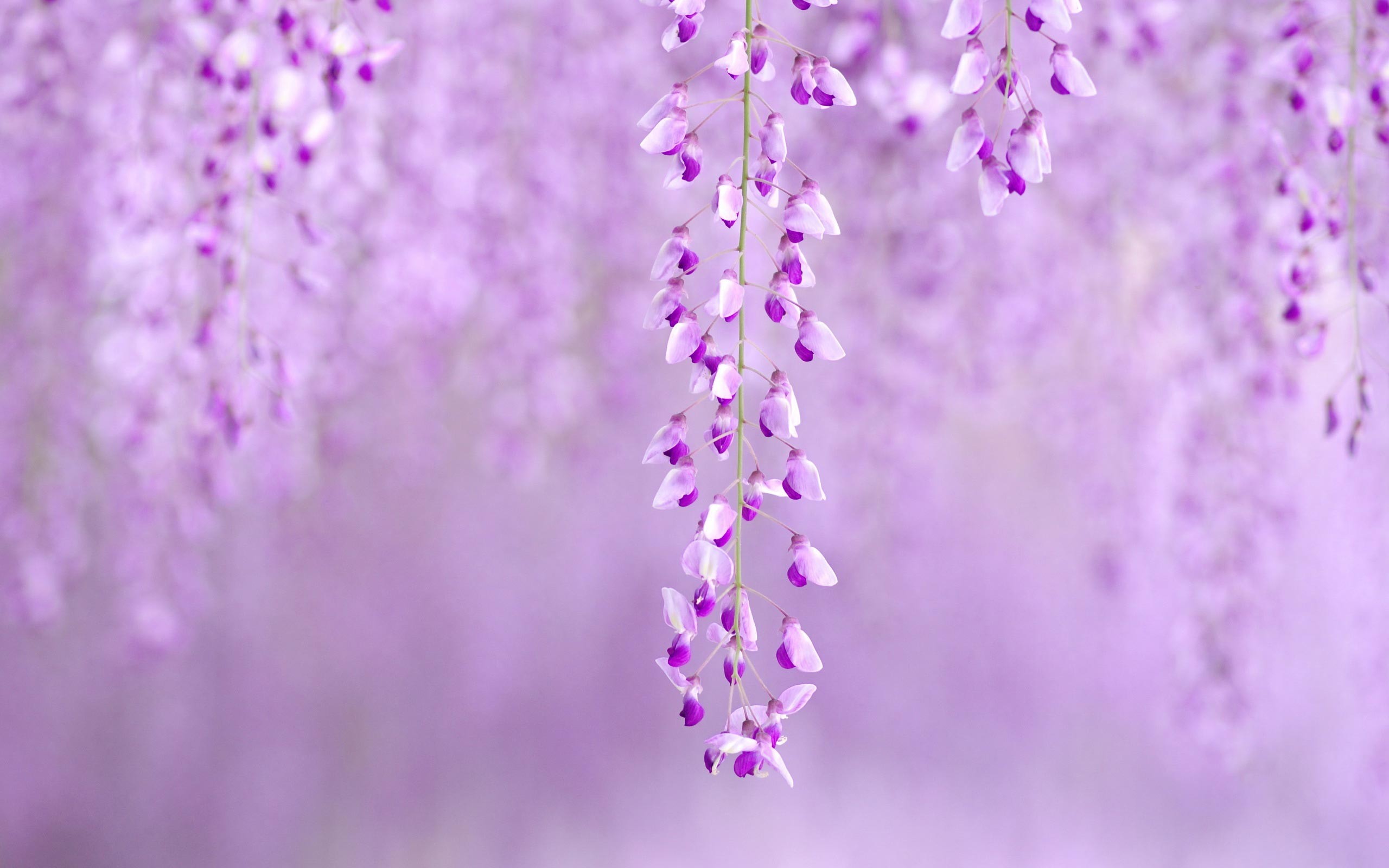 Spring Flowers Background 
 Data Src Spring Background - High Resolution Flower Background - HD Wallpaper 