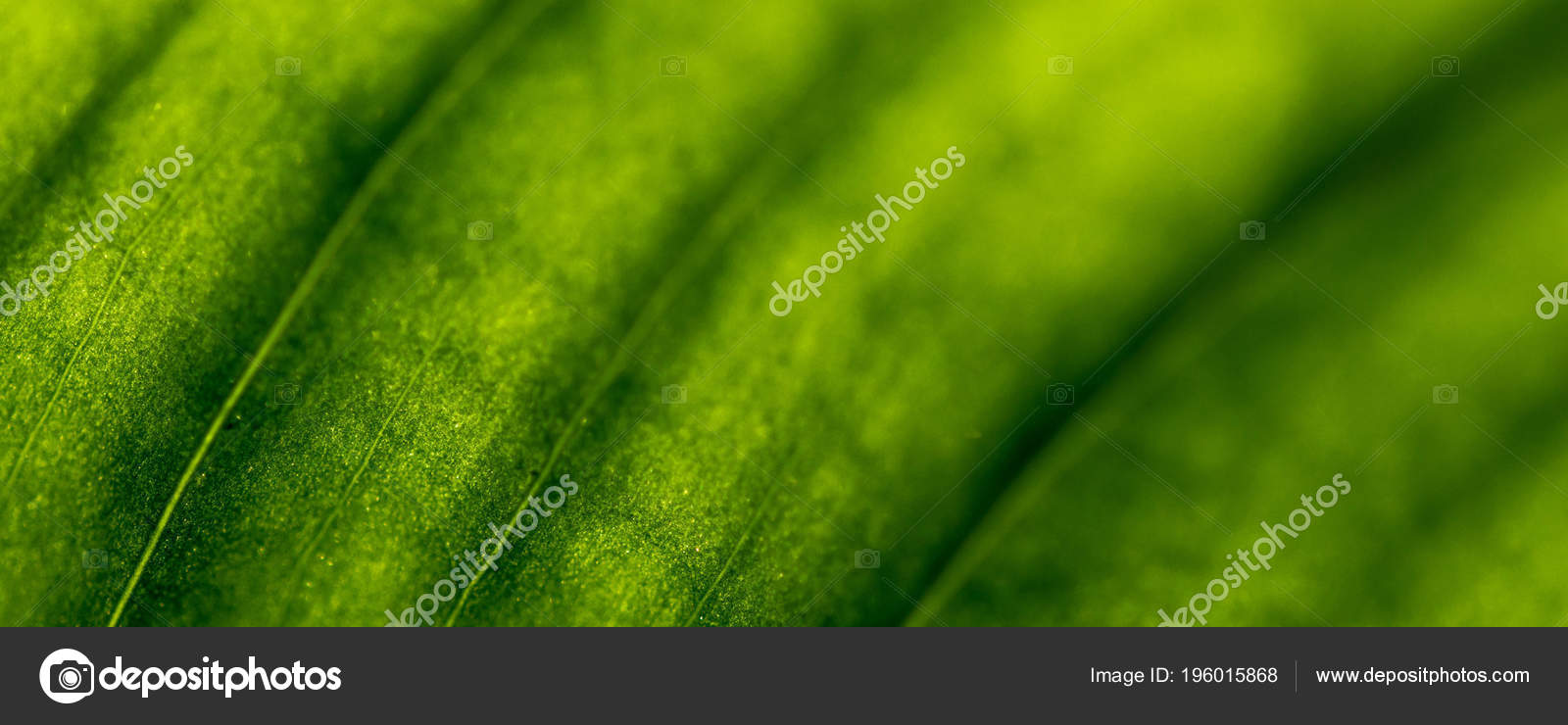 Depositphotos - HD Wallpaper 