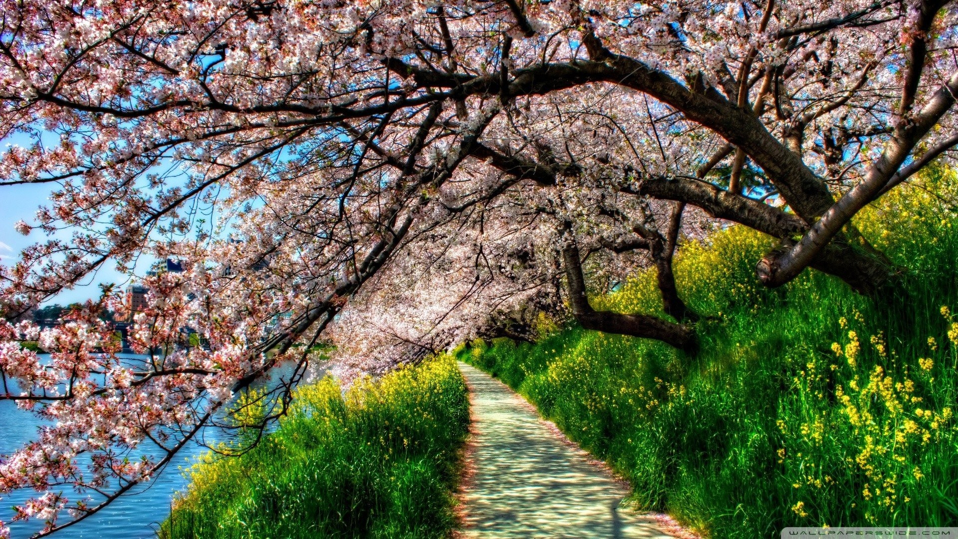 1440p Wallpaper Cherry Blossom - HD Wallpaper 