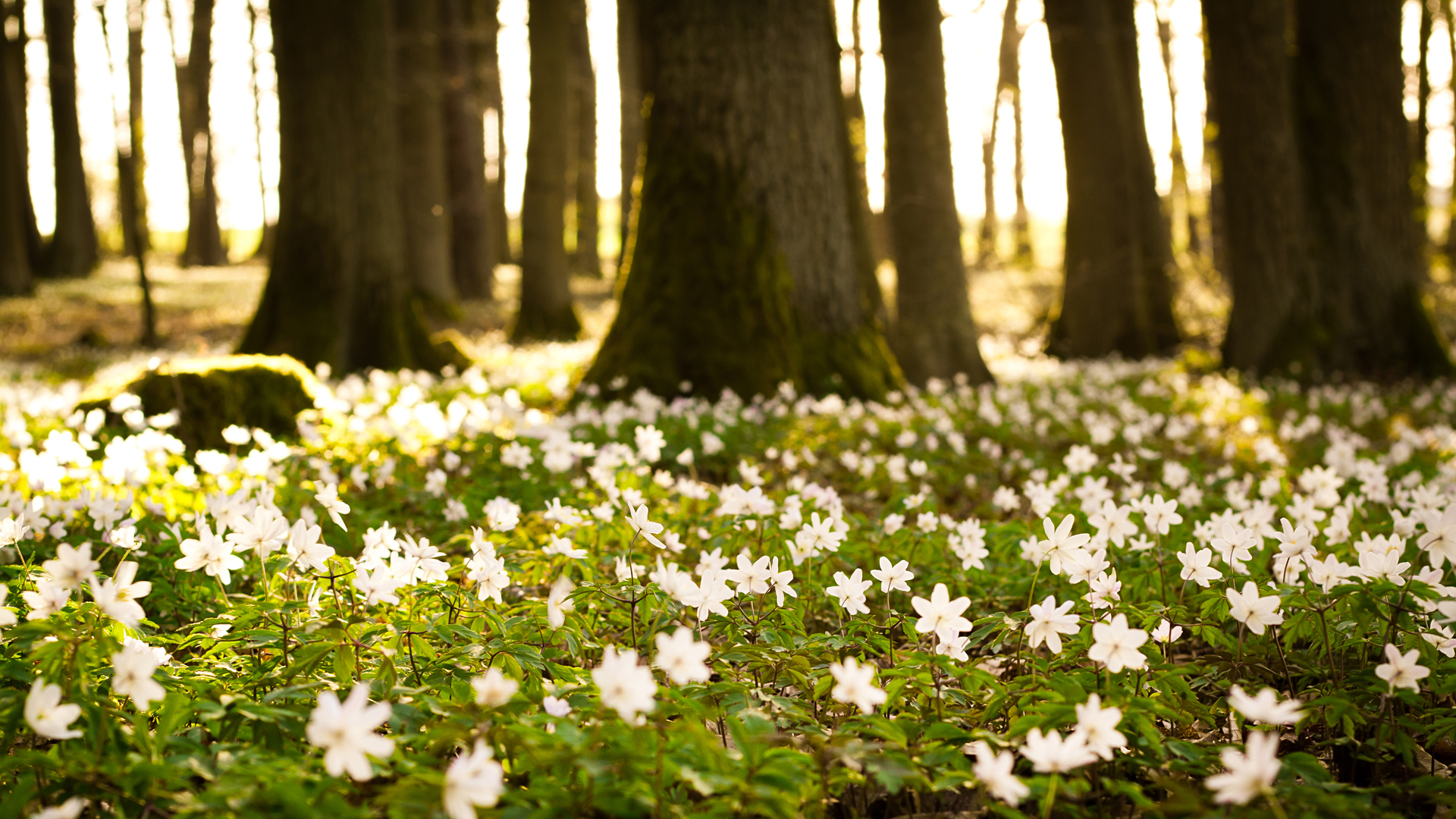 Spring Wallpaper 1080p For Free Wallpaper - Flower Field Desktop Background - HD Wallpaper 