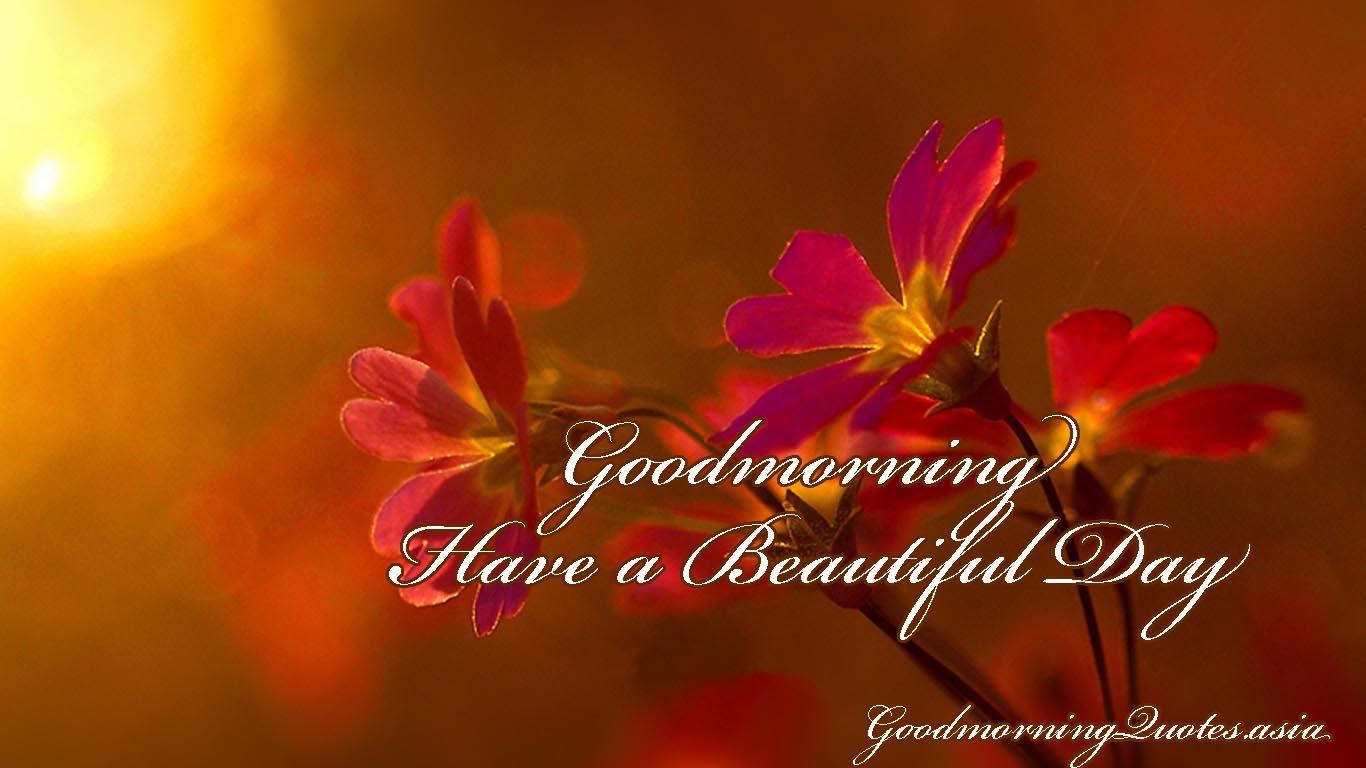 Have A Beautiful Day Wallpaper 15 Beautiful Good Morning - Good Morning Hd Images With Beautiful Flowers - HD Wallpaper 