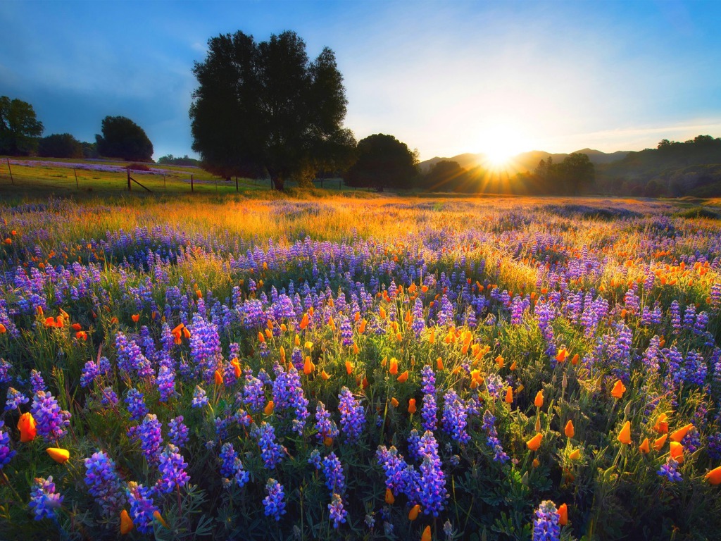 Spring Sunset Wallpaper Hd - HD Wallpaper 