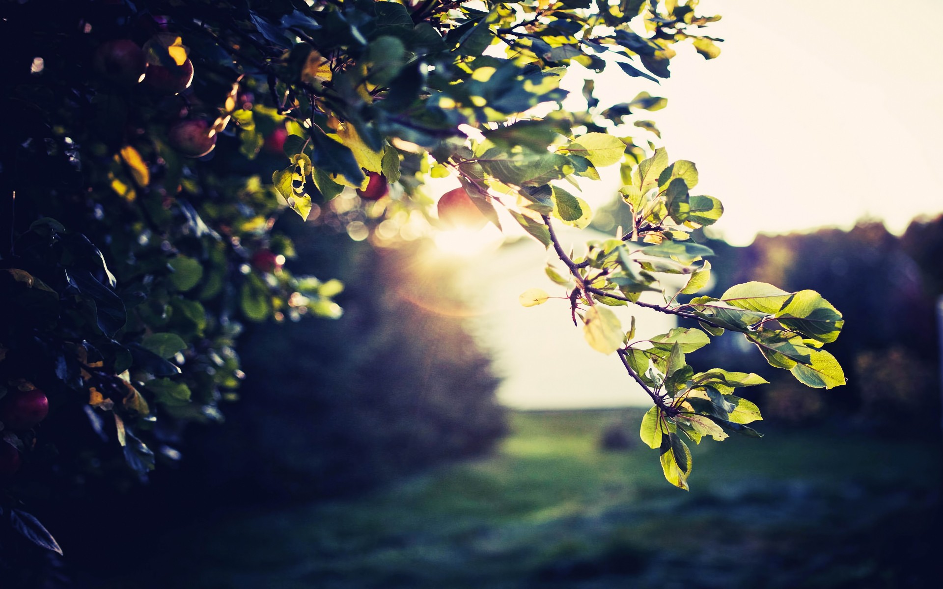 New Hd Wallpapers For Desktop - 1920x1200 Wallpaper New Hd Wallpapers For Desktop - 1920x1200 Wallpaper