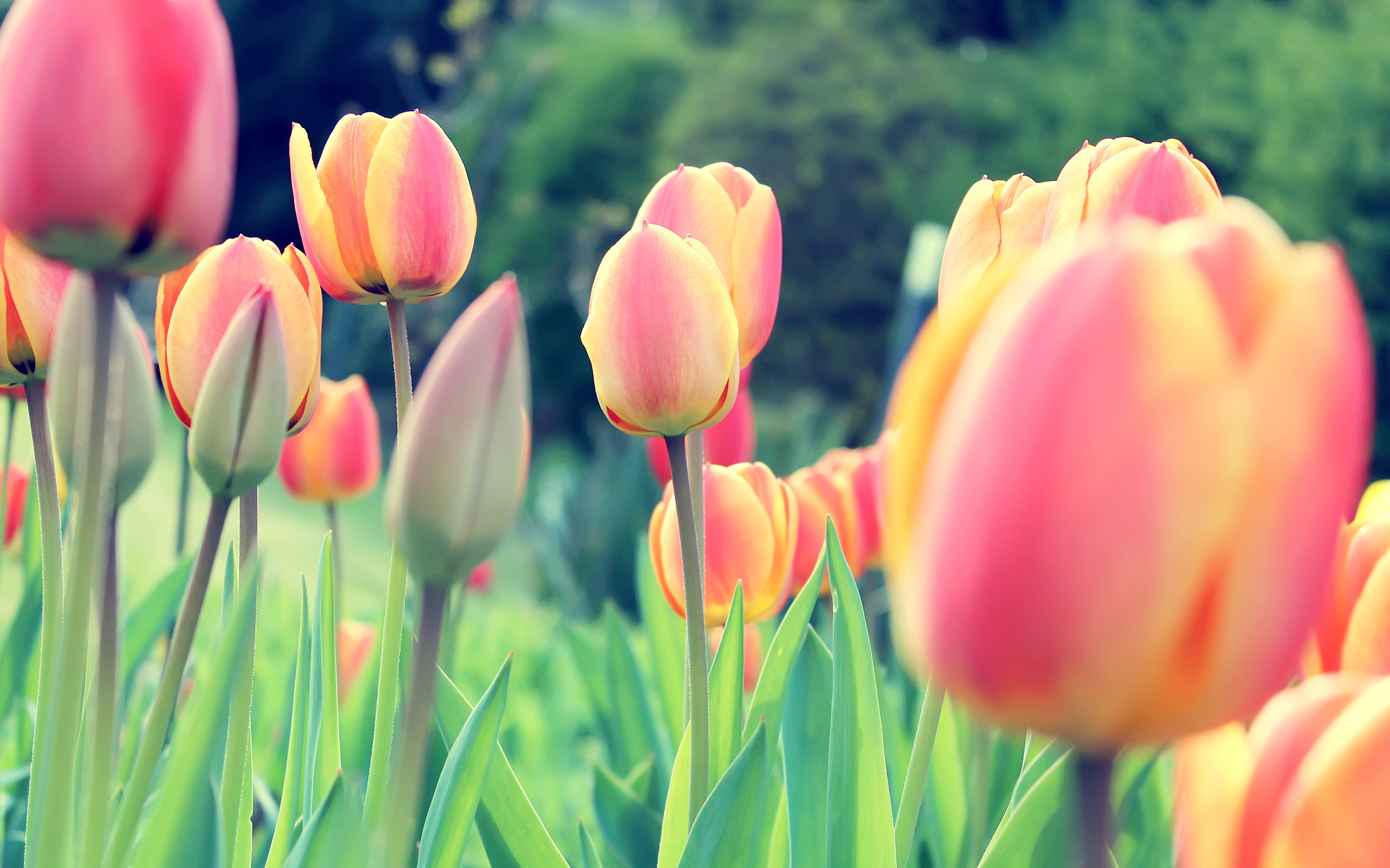 Springtime Backgrounds Desktop Which Is Under The Spring - Fondos De Pantalla Para Computadora Flores - HD Wallpaper 