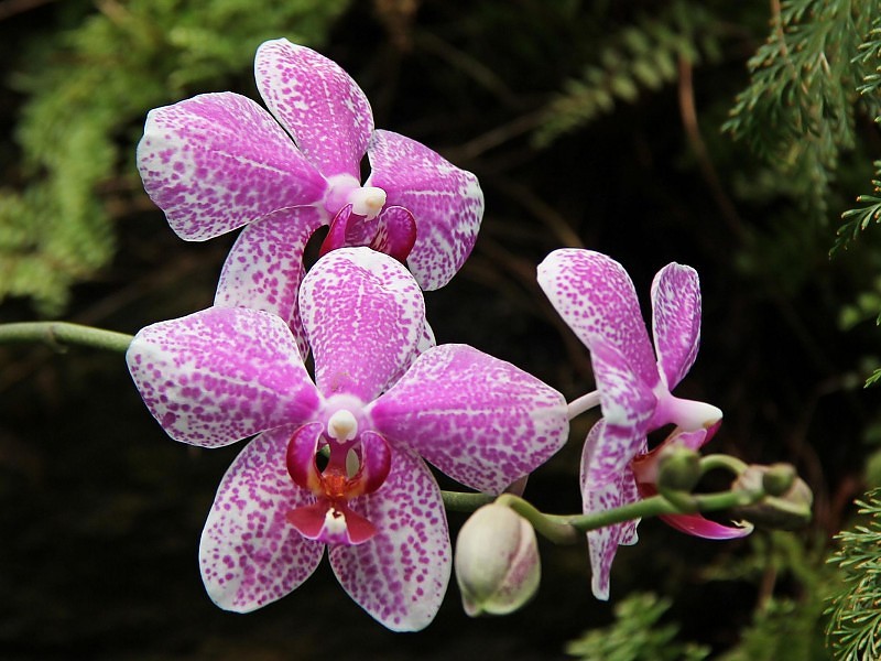 Very Nice Orchid Wallpaper - Orchid Flower Image Download - HD Wallpaper 