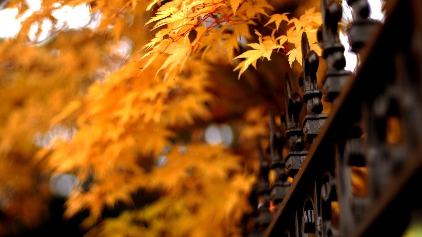 Autumn Beautiful Computer Desktop Wallpaper - HD Wallpaper 