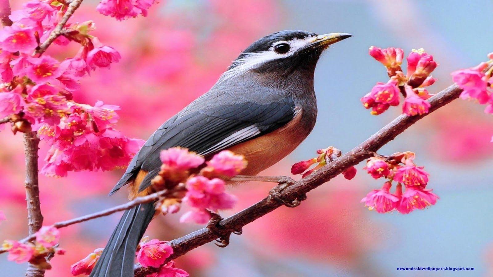Amazing And Nice Wallpapers High Quality Free Download - 3gp Wallpapers For Mobile - 1600x900 Wallpaper Amazing And Nice Wallpapers High Quality Free Download - 3gp Wallpapers For Mobile - 1600x900 Wallpaper