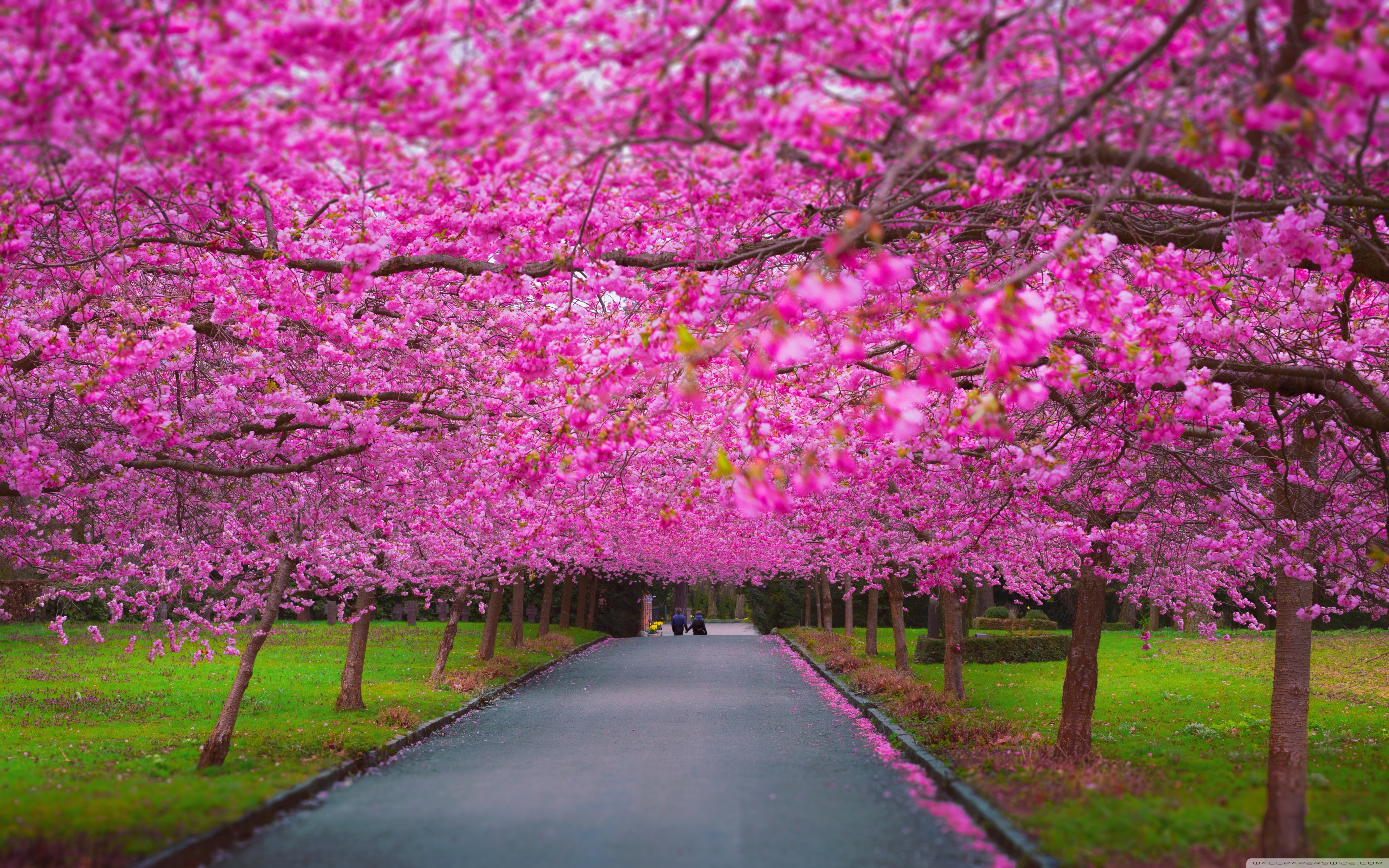 Spring Season - 3840x2400 Wallpaper Spring Season - 3840x2400 Wallpaper