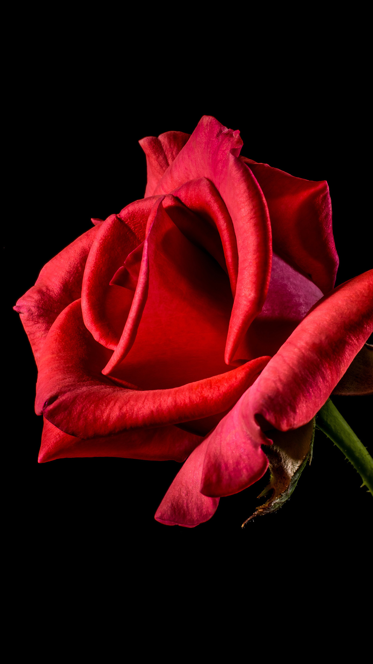 Flower Rose Red Dark Beautiful Best Nature Android - Rose Wallpaper For  Android - 1242x2208 Wallpaper 