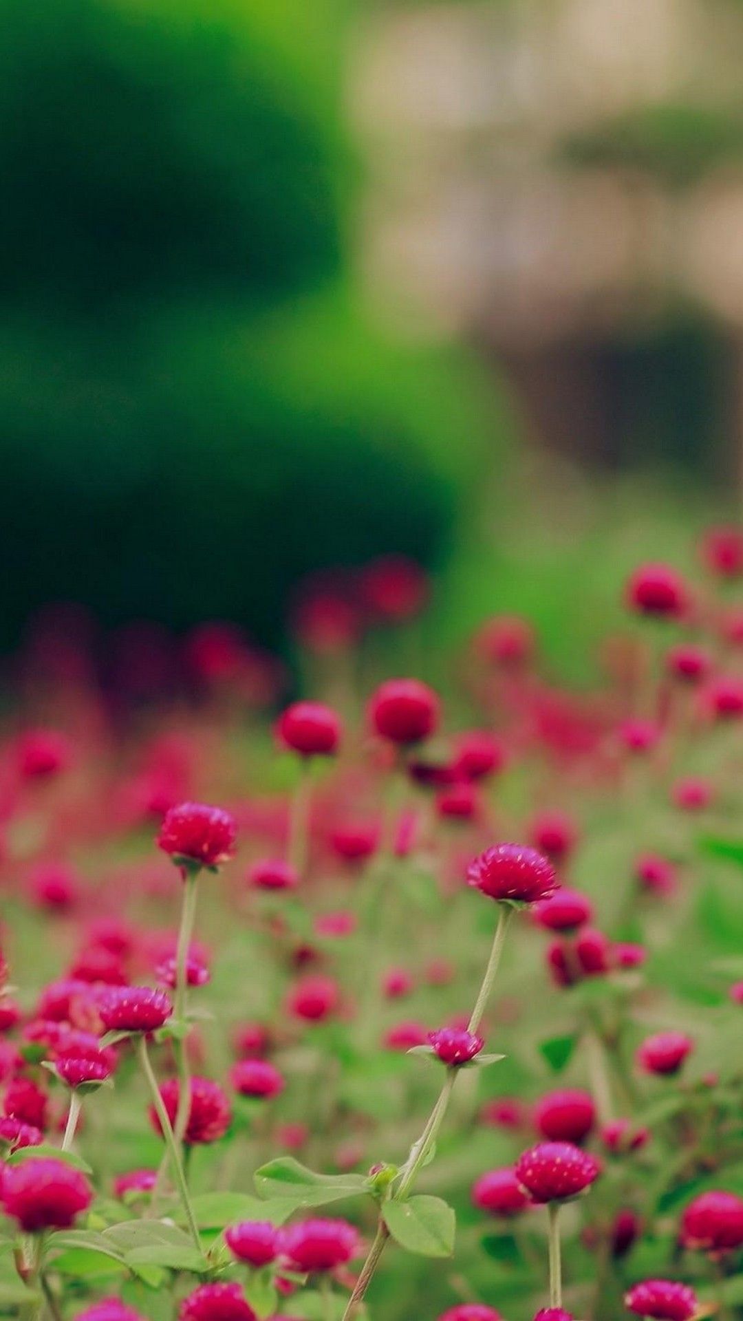 Spring Hd Wallpaper For Android 1080x1920 Wallpaper Teahub Io