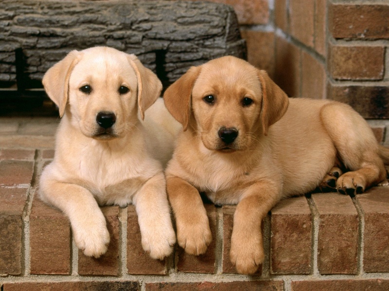 Labrador Retrievers Pc Desktop Wallpaper - Imagenes De Perros Labrador Cachorros - HD Wallpaper 