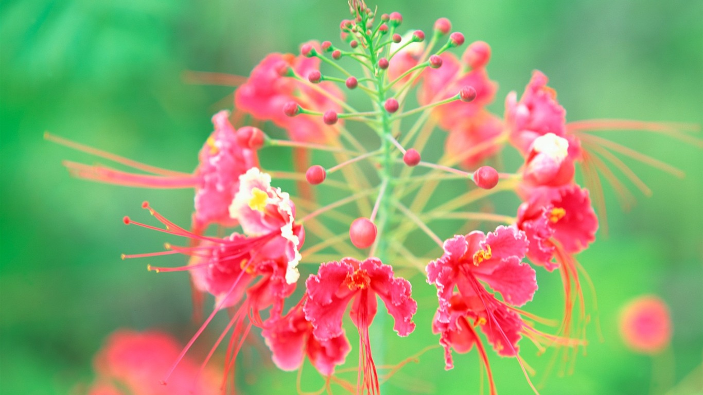 Very Beautiful Flower- Tahiti Dream Wallpaper2011 - Wallpaper - HD Wallpaper 