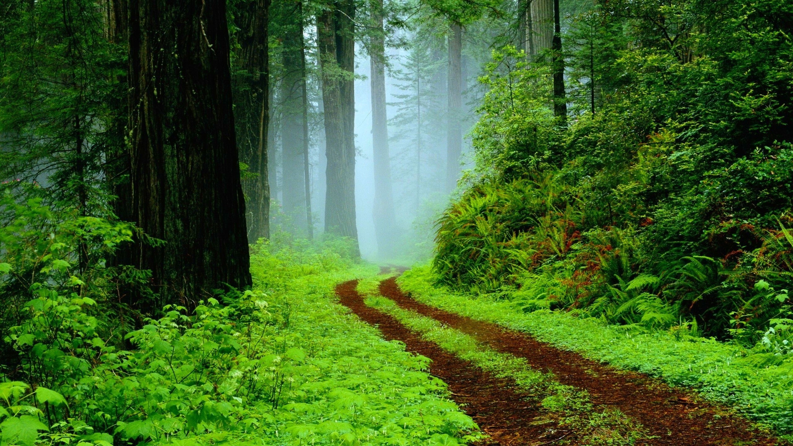 Very Beautiful Wallpaper - HD Wallpaper 