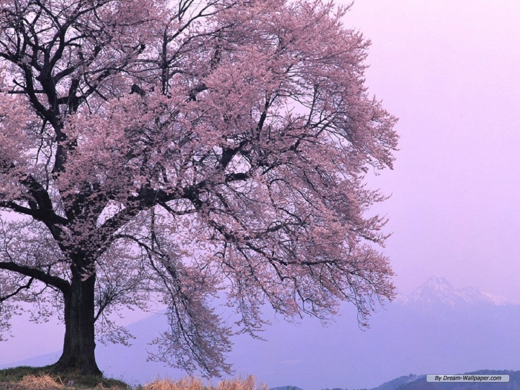 Free Nature Wallpaper - Autumn Cherry Blossom Quotes - HD Wallpaper 