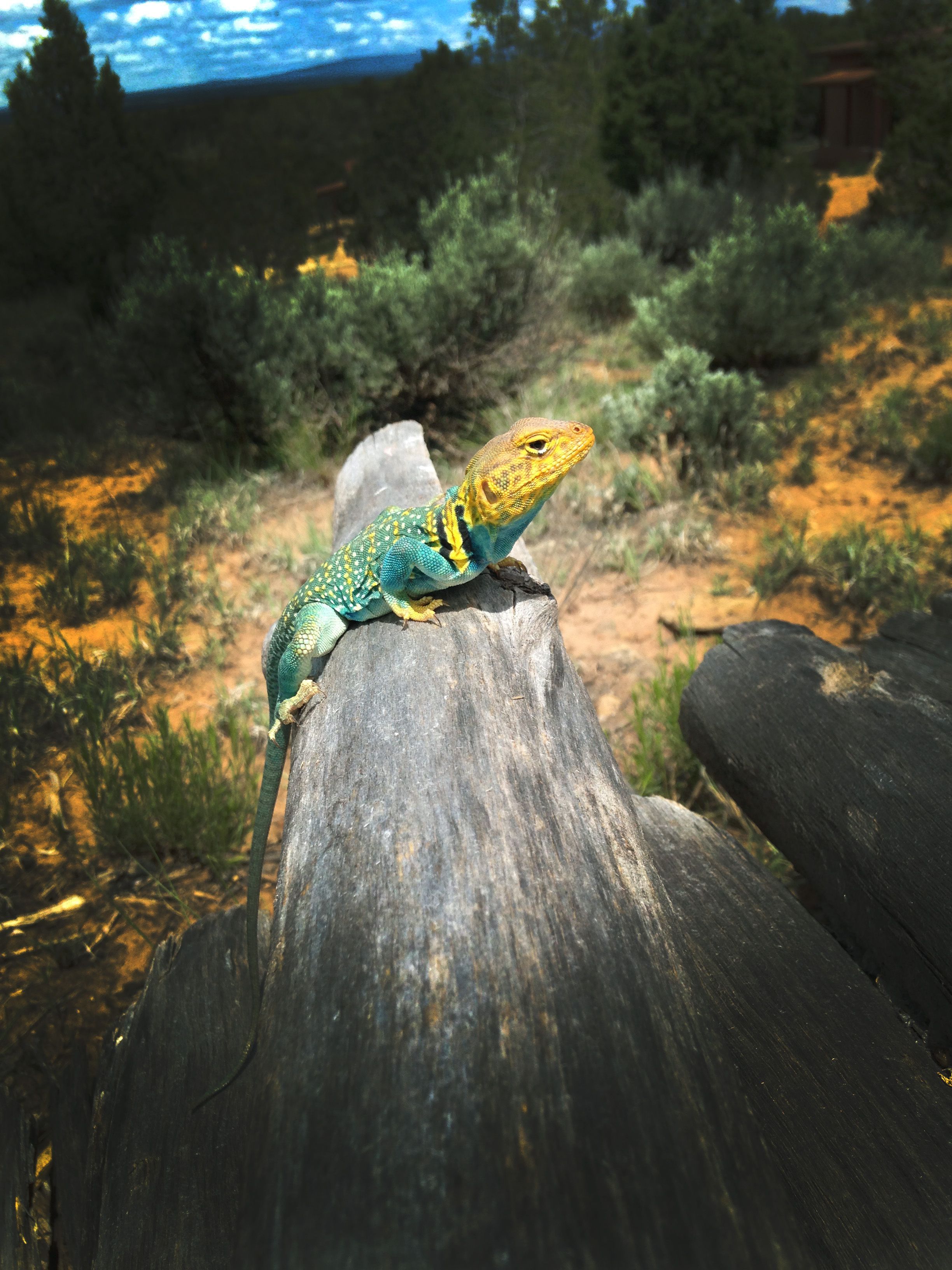 Img 9349 - Common Collared Lizard - HD Wallpaper 