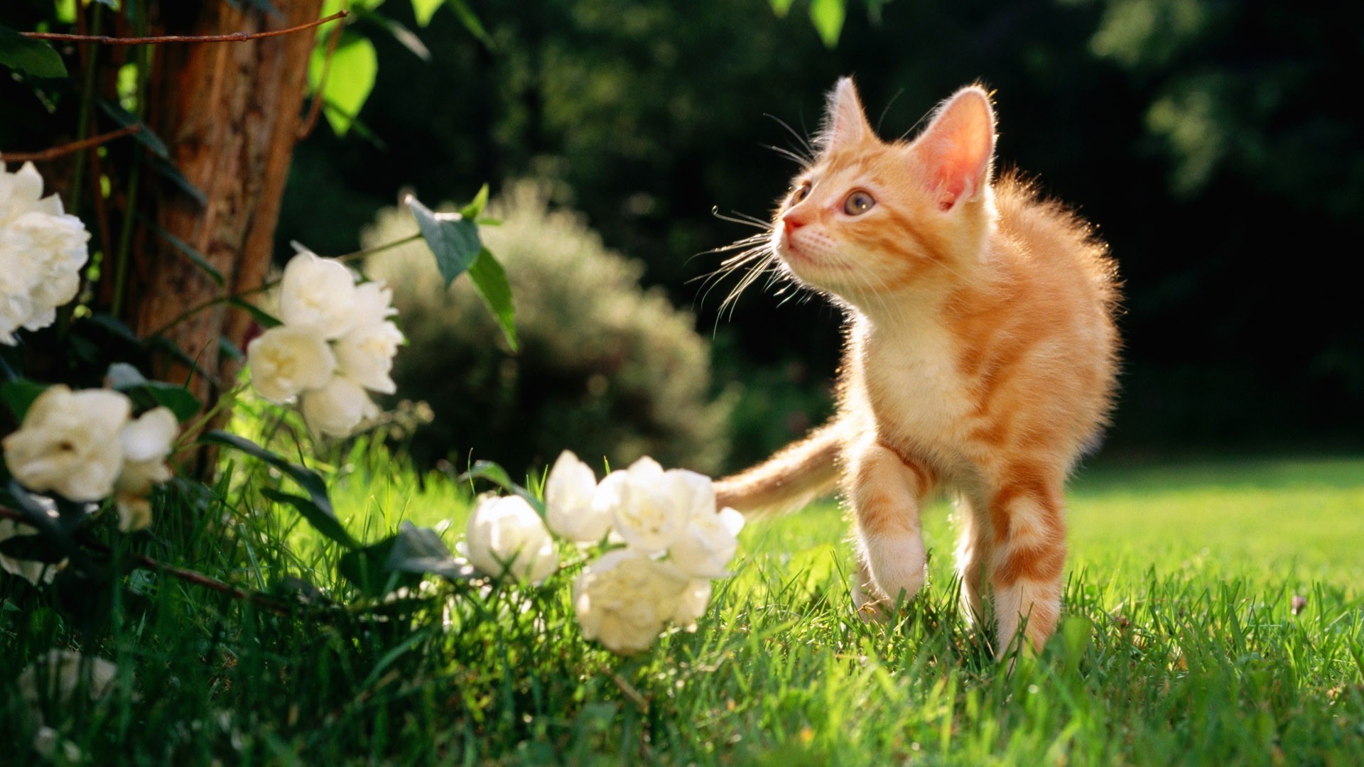 Cat Walking In Grass - HD Wallpaper 