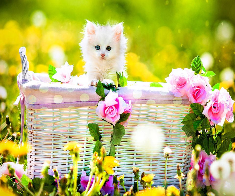 Nice Wallpapers Download For Mobile - All Wallpaper Free Download Mobile - 960x800 Wallpaper Nice Wallpapers Download For Mobile - All Wallpaper Free Download Mobile - 960x800 Wallpaper