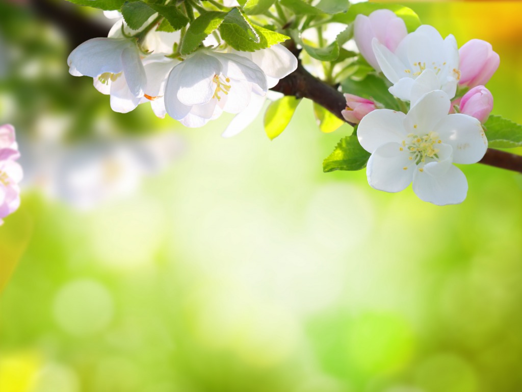 Spring Flower Hq Desktop Wallpaper - Flowers Images Hd Backgrounds - HD Wallpaper 