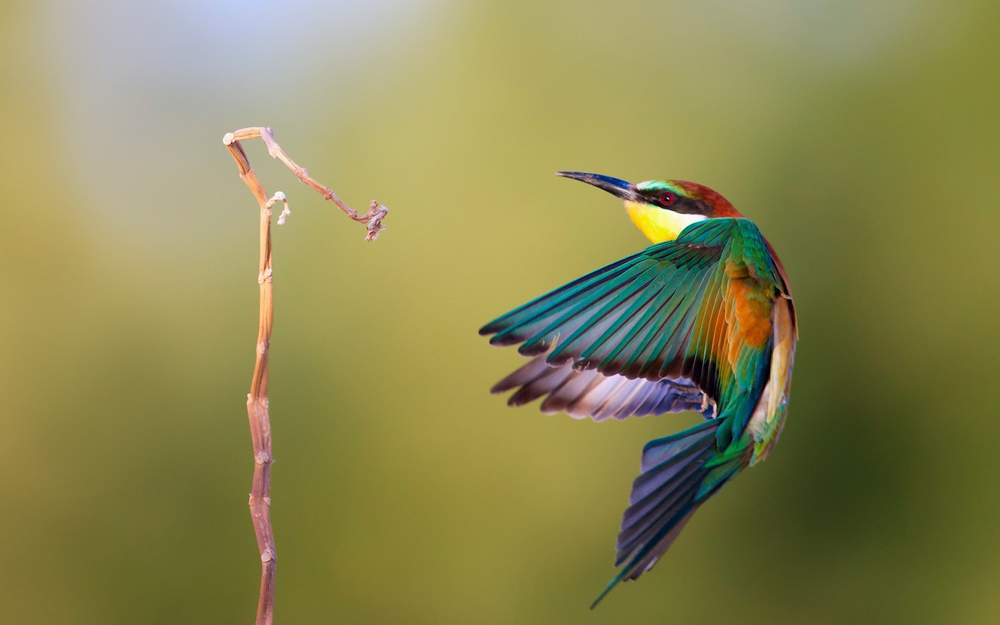 Amazing Birds Wallpaper Hd Picture - Most Beautiful Birds ...