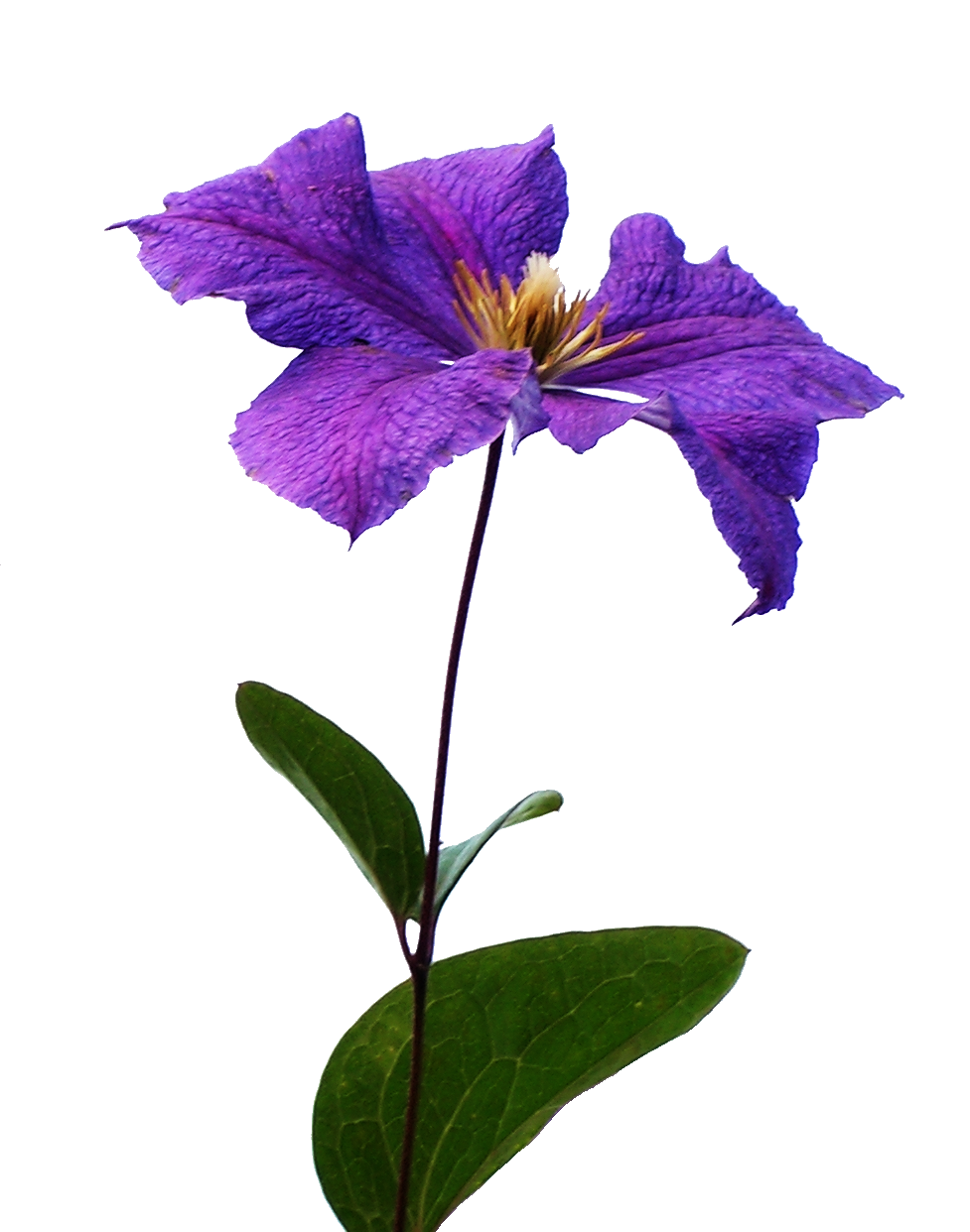 52, Png V - Clematis Flower Clematis Png - HD Wallpaper 
