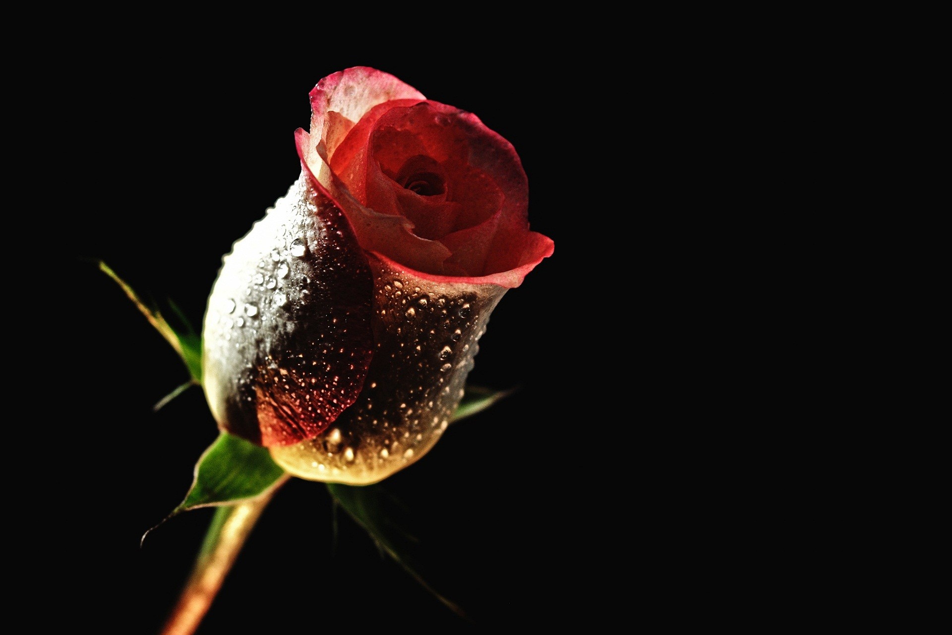 Rose Love Wallpaper Good Night 
 Data-src /w/full/5/6/0/431085 - High Definition Wallpapers Of Roses - HD Wallpaper 