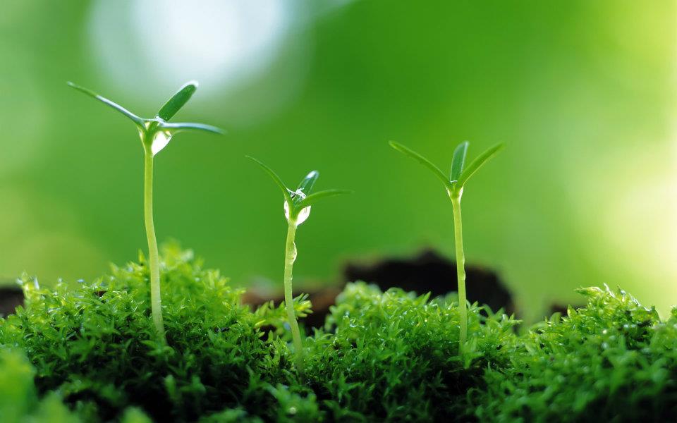 Autotrophic Organisms - HD Wallpaper 