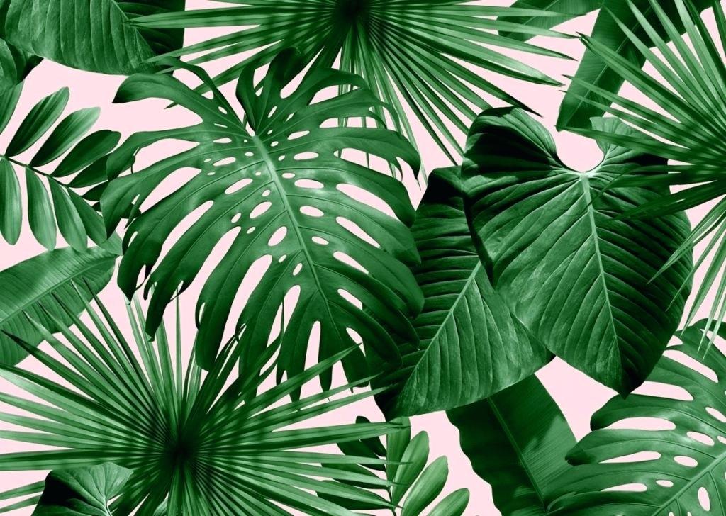 Leaves Wallpaper Hd Palm Leaf Wallpaper Beautiful A - Palm Tree Wallpaper Pink - HD Wallpaper 