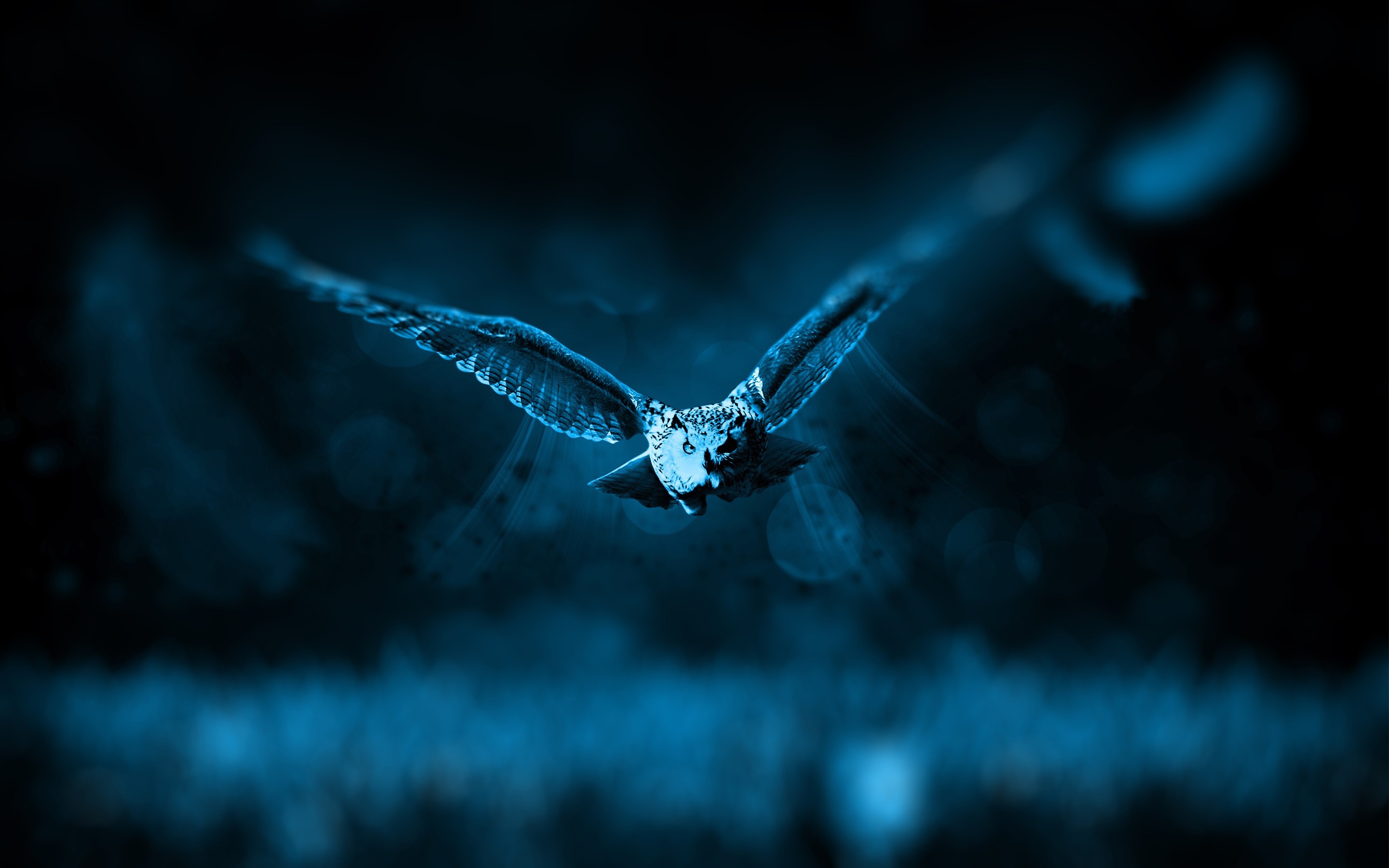 Night Owl - HD Wallpaper 
