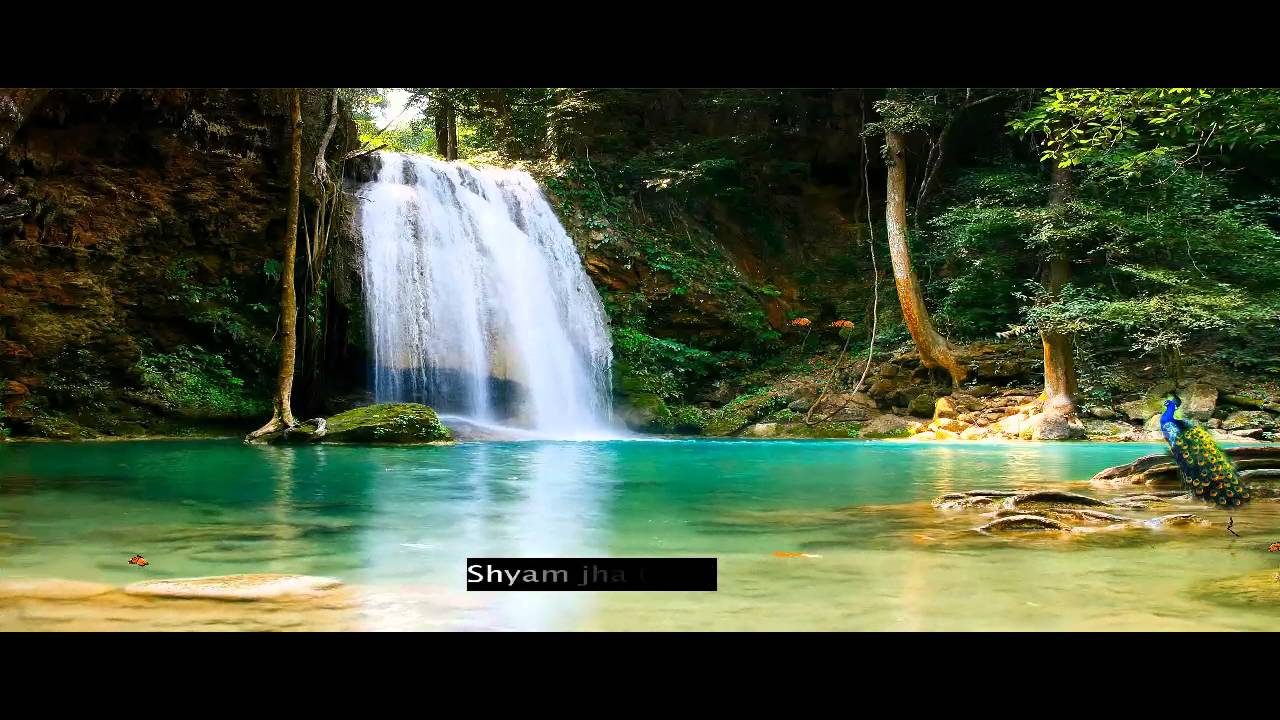 High Resolution Amazon Forests - HD Wallpaper 