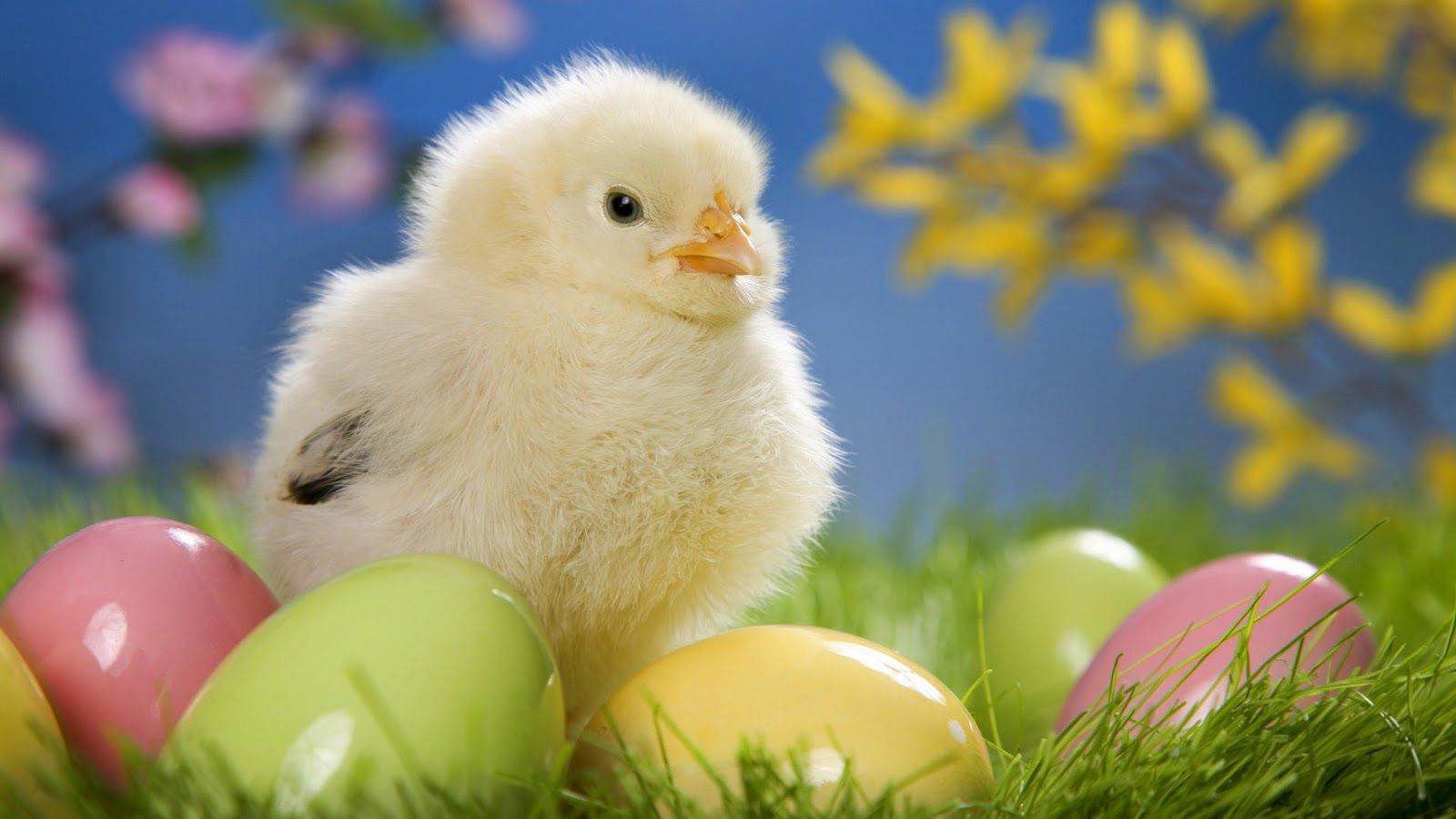 Nice Wallpapers Free Download - Cute Easter Animals - HD Wallpaper 