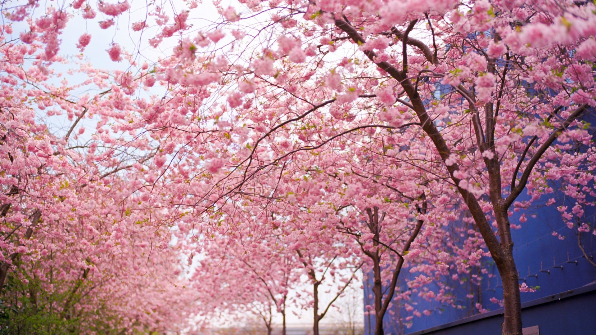Cherry Blossom Background For Computer - HD Wallpaper 
