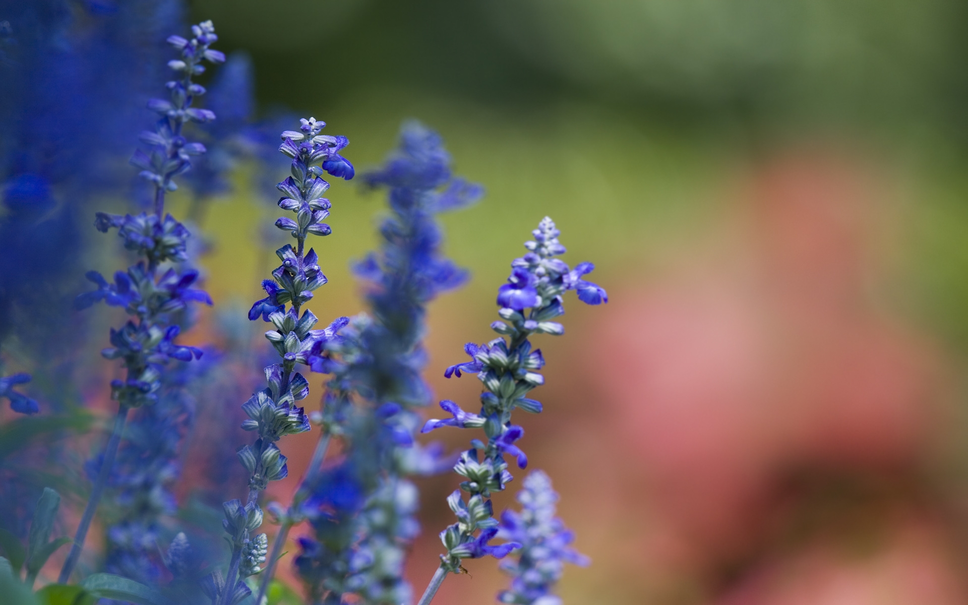 Violet - HD Wallpaper 