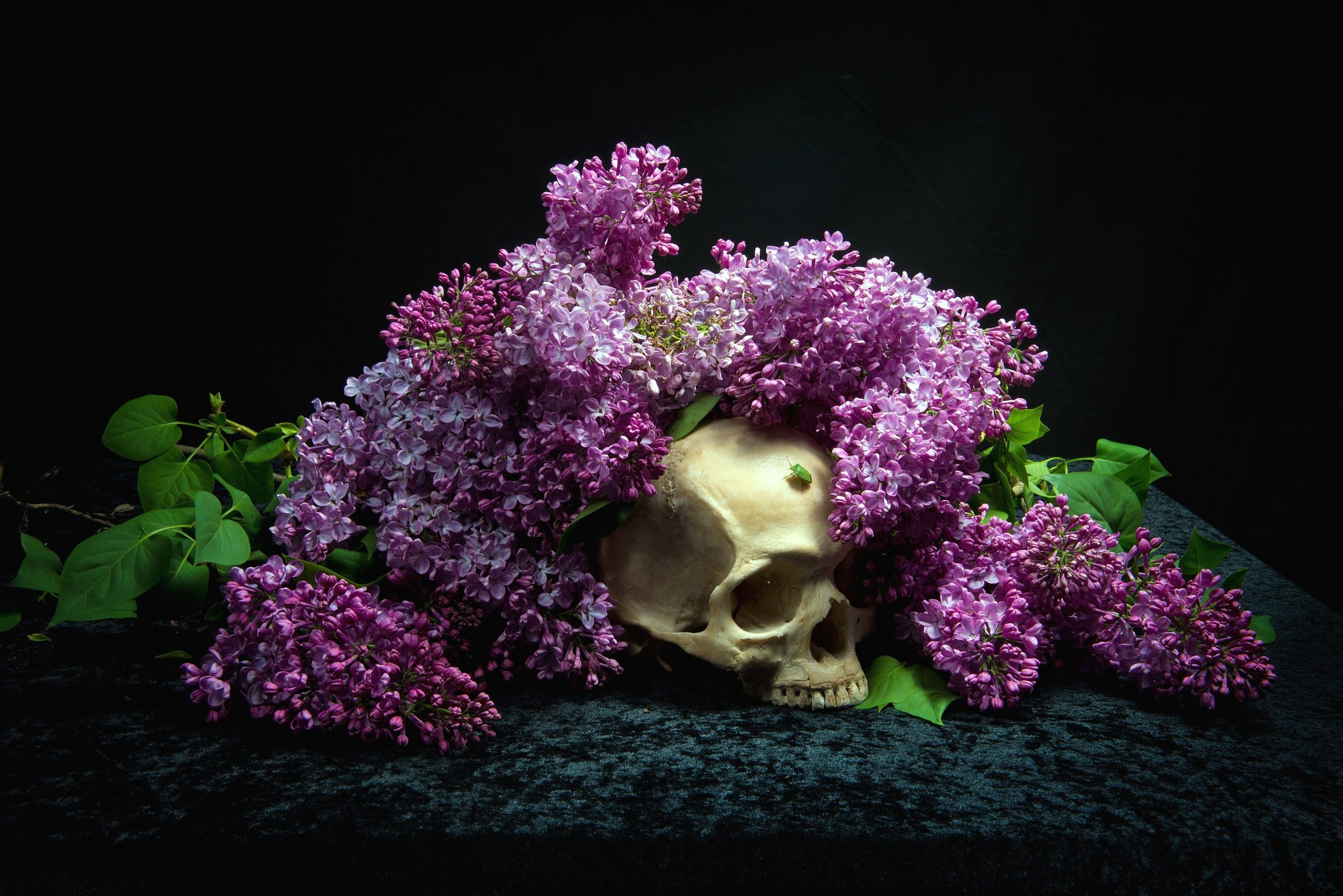 Skull And Flowers Wallpaper Hd - HD Wallpaper 