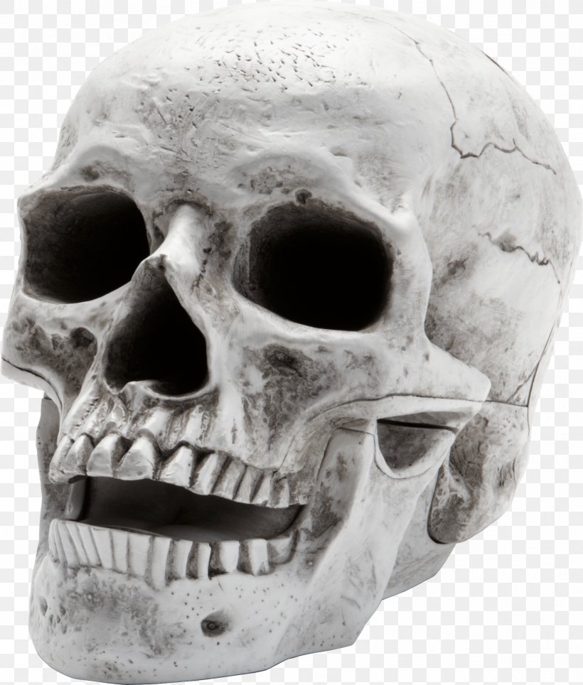 Skull Wallpaper, Png, 1795x2111px, Human Skeleton, - Skeleton Head Png - HD Wallpaper 